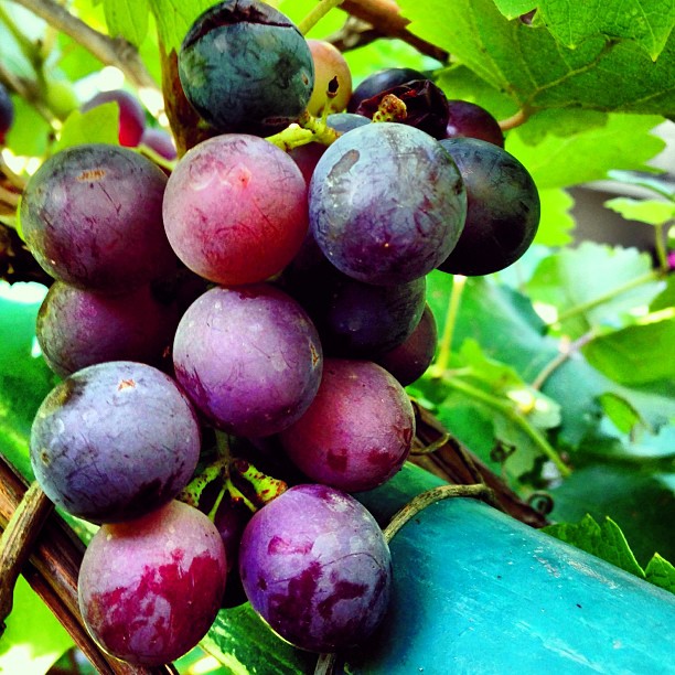 Summer Fruits | Anggur Masam Giler | Hasil Tuaian Hari Ini | Islamabad, Pakistan