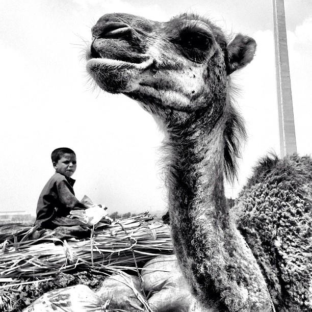 Afghan Child & A Camel | Near Bakra Mandi | METRO I9 | Afghan Camp | Islamabad, Pakistan