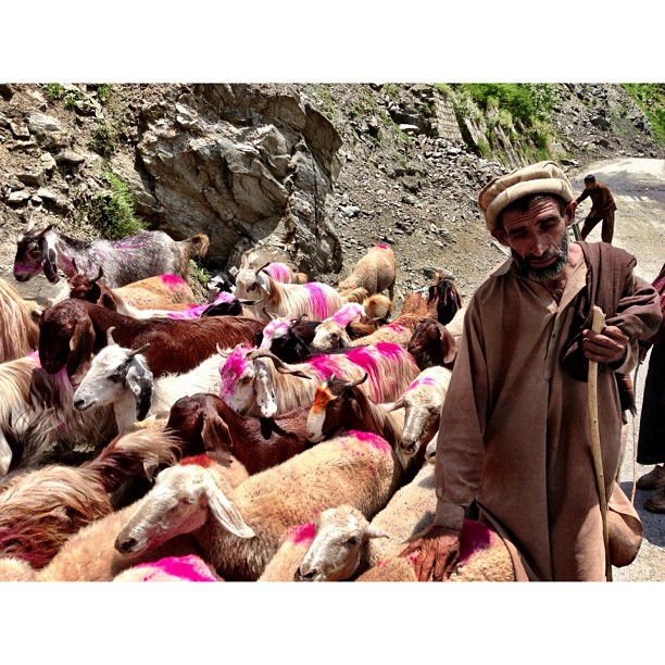 The Return of Kambing Pink Part 2 | From #Naran to #Balakot | #iPhoneography | #Kaghan Valley | Northern Pakistan Trip 2013 | #Khyber #Pakhtoonkhwa Province | #Pakistan