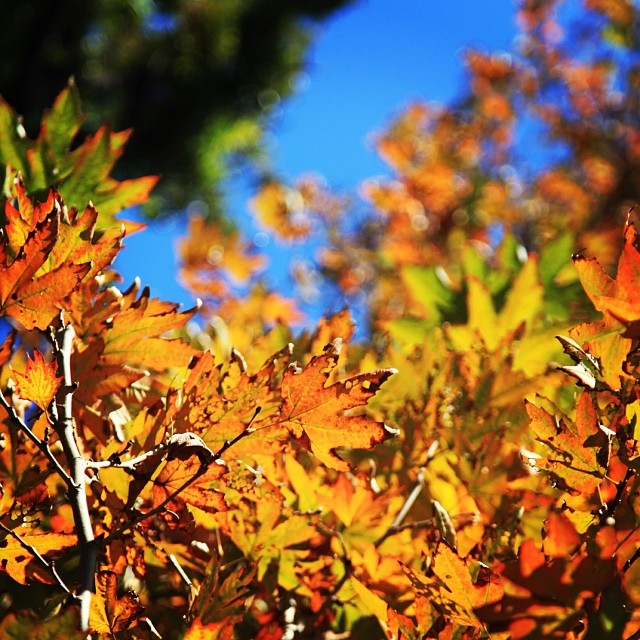 United Colours of #Autumn | #Fall 2012 | Rose & Jasmine Garden | #Islamabad, Pakistan