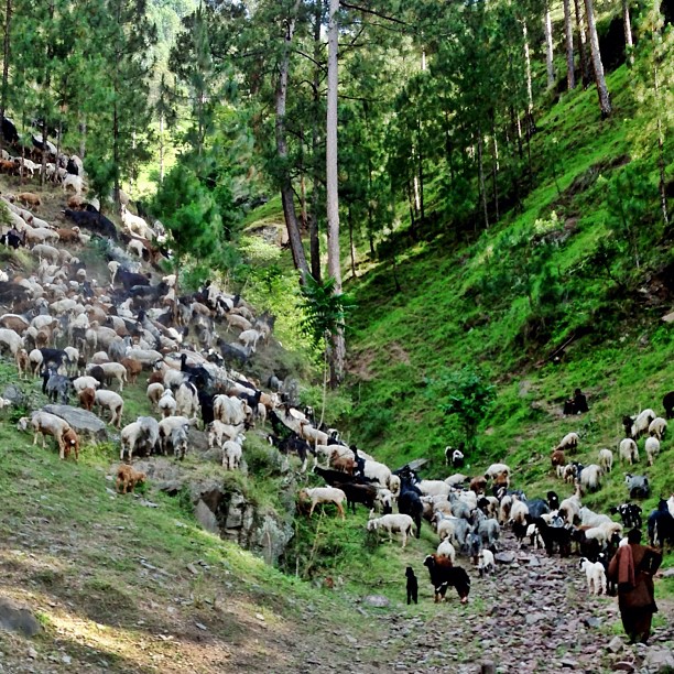 Grazing Valley | The Gujjars Series | Garhi Habibullah, Mansehra | Khyber Pakhtoonkhwa Province PAK