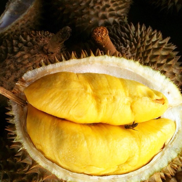 Oh Durian ! | Pasar Payang, Kuala Terengganu | Terengganu, Malaysia