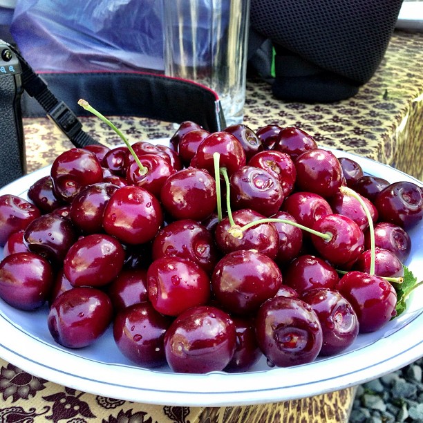 Fresh Cherries | Hunza Nagar | Facing Rakaposhi Base Camp | Hunza Valley | Gilgit-Baltistan, Northern PAK
