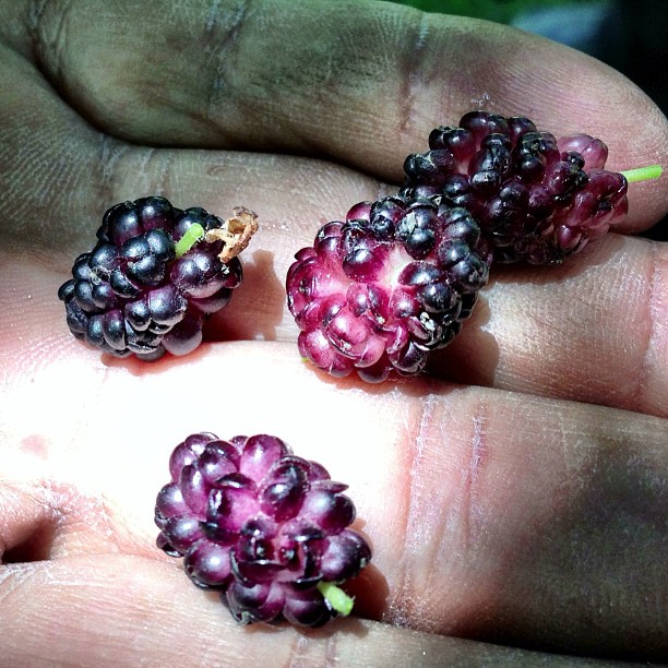 Fresh Black/Purple Mulberry | Royal Garden | Altit Village | Near Altit Fort | Hunza Valley | Gilgit-Baltistan Region, Northern PAK