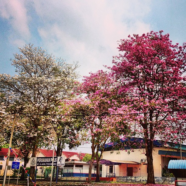 Spring Season with Sakura Blossom @ Tekoma Flowers | Jasin, Melaka | Malaysia