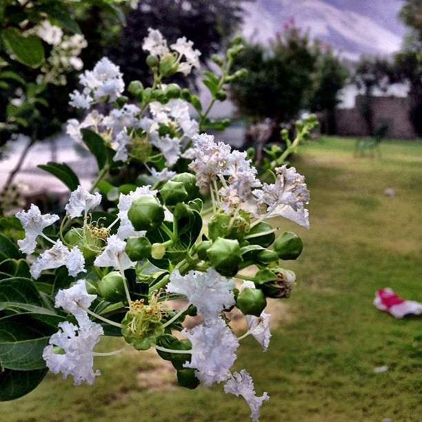 Pokok Bunga Apa Ntah Nama Dia | Shangrila Indus View Hotel | Day 2 via the Karakoram Highway | Chilas | Northern Pakistan