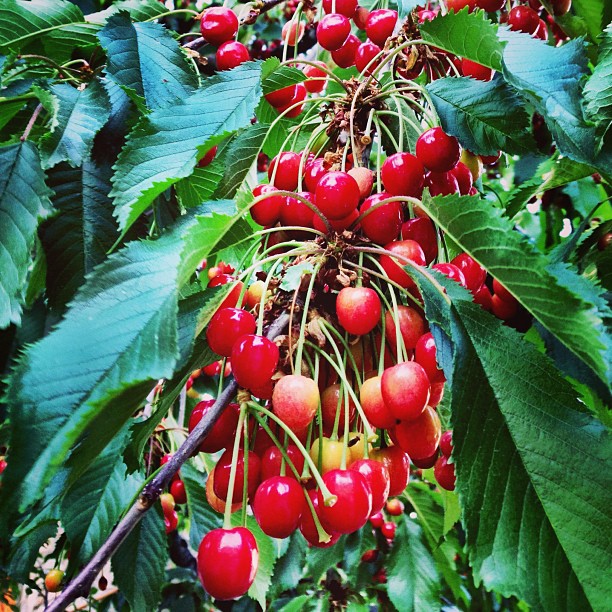 Fresh Cherries | Duikar, Hunza Valley | Gilgit-Baltistan, Northern Pakistan