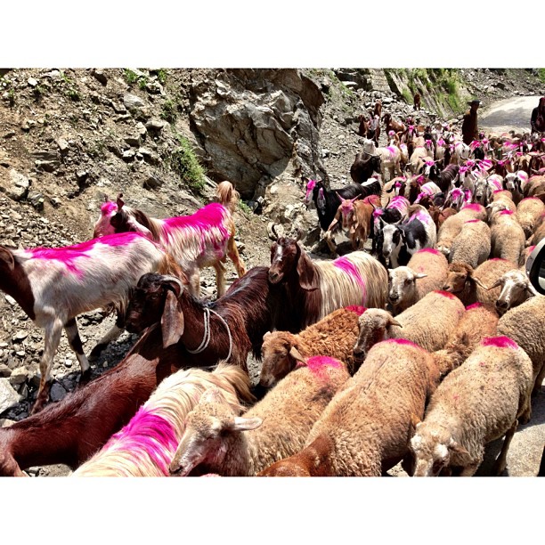 The Return of Kambing Pink Part 2 | From #Naran to #Balakot | #iPhoneography | #Kaghan Valley | Northern Pakistan Trip 2013 | #Khyber #Pakhtoonkhwa Province | #Pakistan