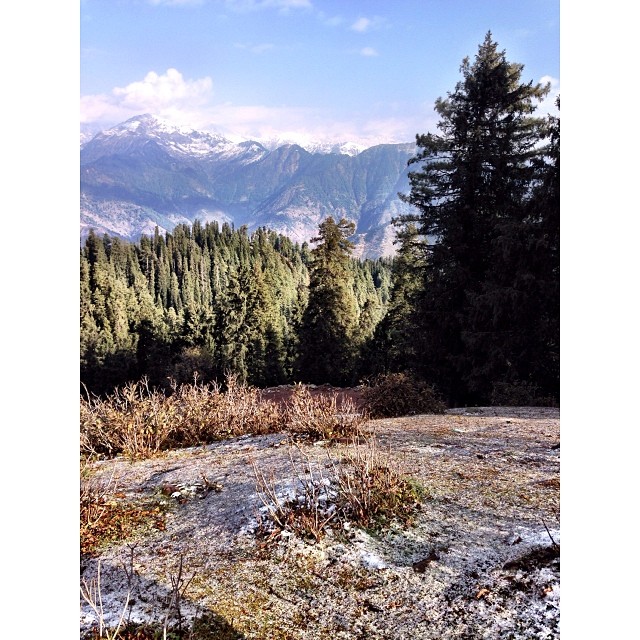 Pine Needles | 1st Snowfall of this Winter Season | #Siri #Paye Meadows | #Shogran Meadows | #Kaghan Valley | iPhoneography | #Winter 2013 | Khyber #Pakhtunkhwa Province, #Pakistan