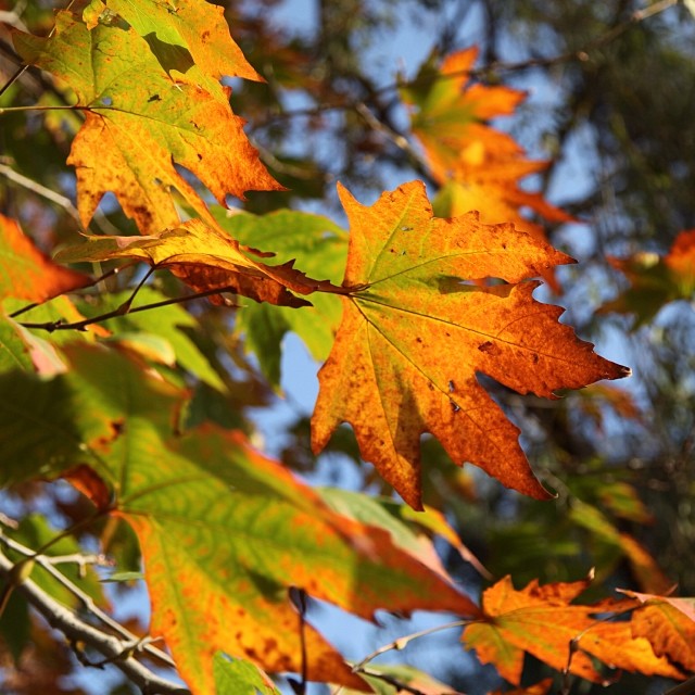 #Maple Leaves Are Falling | #Chinaar Tree | #Autumn 2011 | Near Governor House | #Kashmir Point | #Murree Hill | The #Galliyat | #Punjab Province, #Pakistan