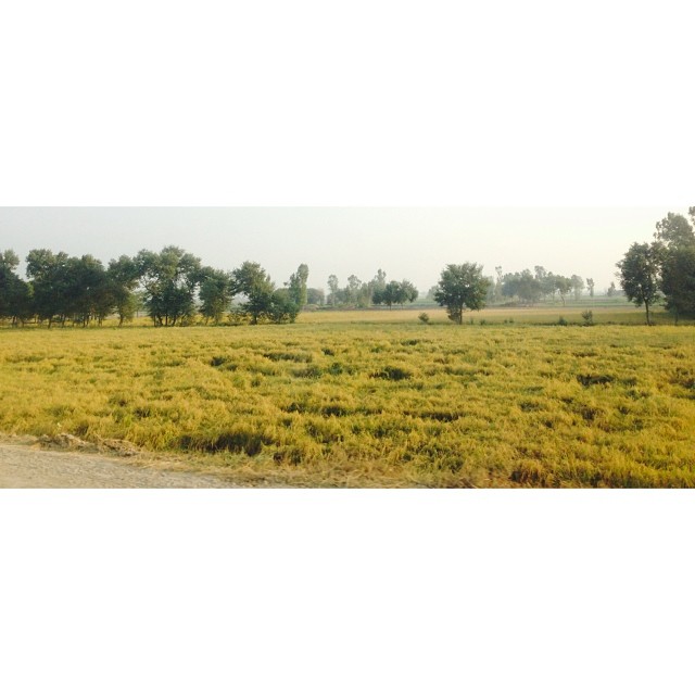 #Basmathi Rice Field | Near #Muridke, #Narowal & #Luban Puli Village | Winter 2013 | iPhoneography | Road Less Travelled | #Punjab Province, #Pakistan