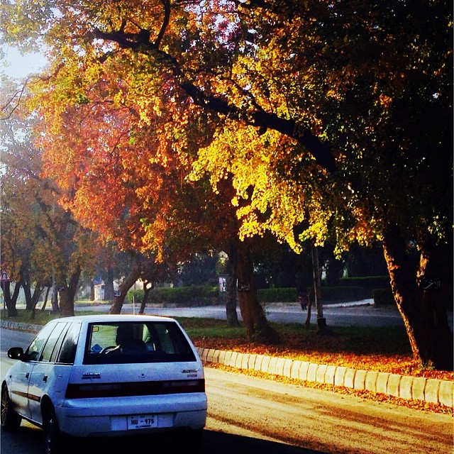 Golden Light | Autumn 2013 | #Marvi Rd | #Islamabad, Pakistan