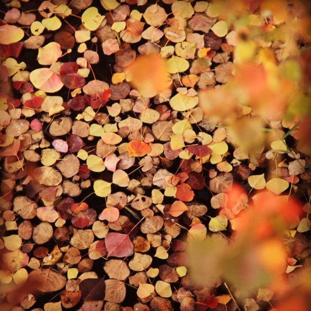 United Colours of Autumn | Colourful Leaves of Chinese Tallow Tree | Makkan Charbi | Vilayiti Shistum | Sapium Sebiferum | #Autumn 2013 | #Rawal Lake View Park | #Islamabad, Pakistan