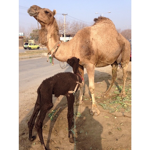 Camel | #Afghan Camp | Near METRO Cash n Carry | Winter 2014 | #BertabahlahIsloo | #Islamabad, Pakistan