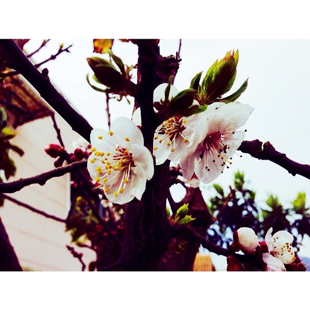 Apricot Blossom | #Spring Is In The Air | Cold Spring 2014 | #BertabahlahIsloo | Sector E11 | #Islamabad, Pakistan