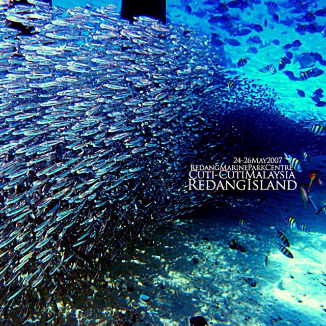 #RedangIsland #MarinePark #Throwback #TropicalFish #LagunaRedangIslandResort | Terengganu | Malaysia