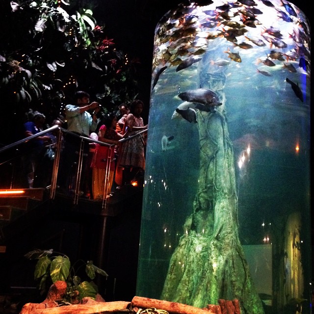 Vertical Fish Tank | #VisitMalaysia #igersMY | #AquariaKLCC | Kuala Lumpur | Malaysia
