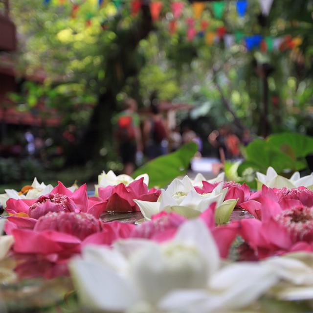 Lotus Flower | Bunga Teratai Dalam Tempayan | #JimThompson House | Near BTS National Stadium | #JJCMBKK2014 | Land of Smile | #Bangkok | Thailand